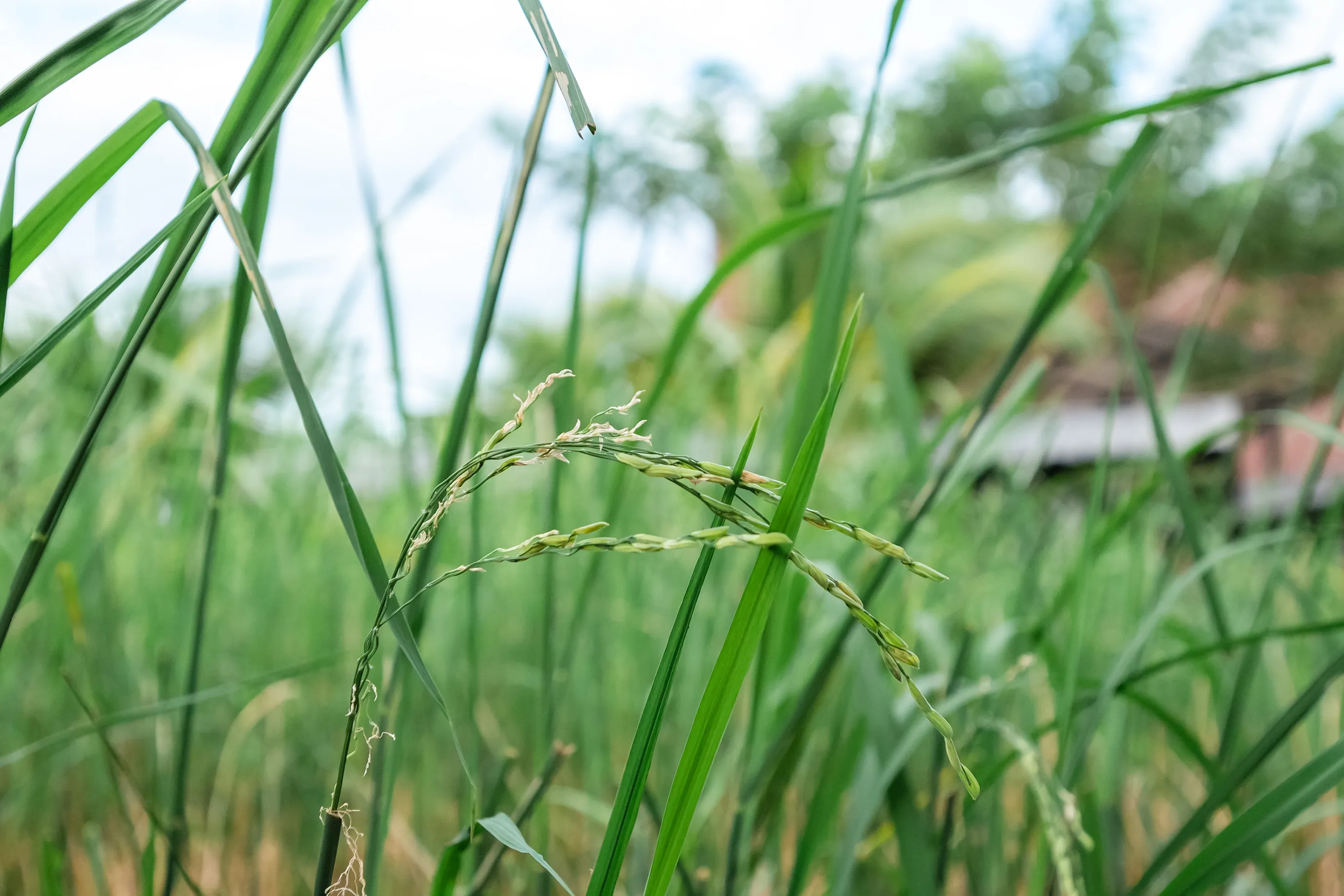 Paddy Field
