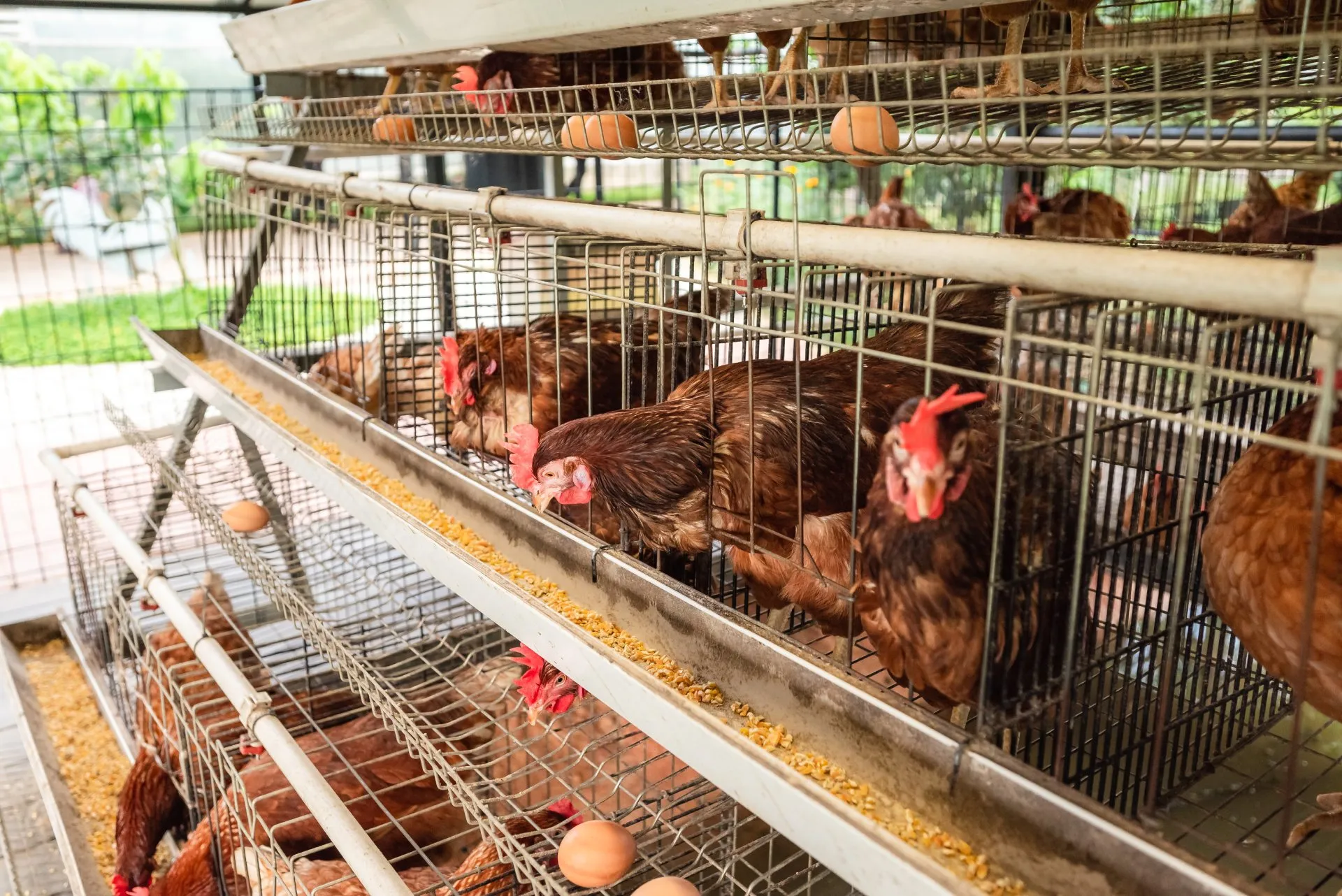 Chicken