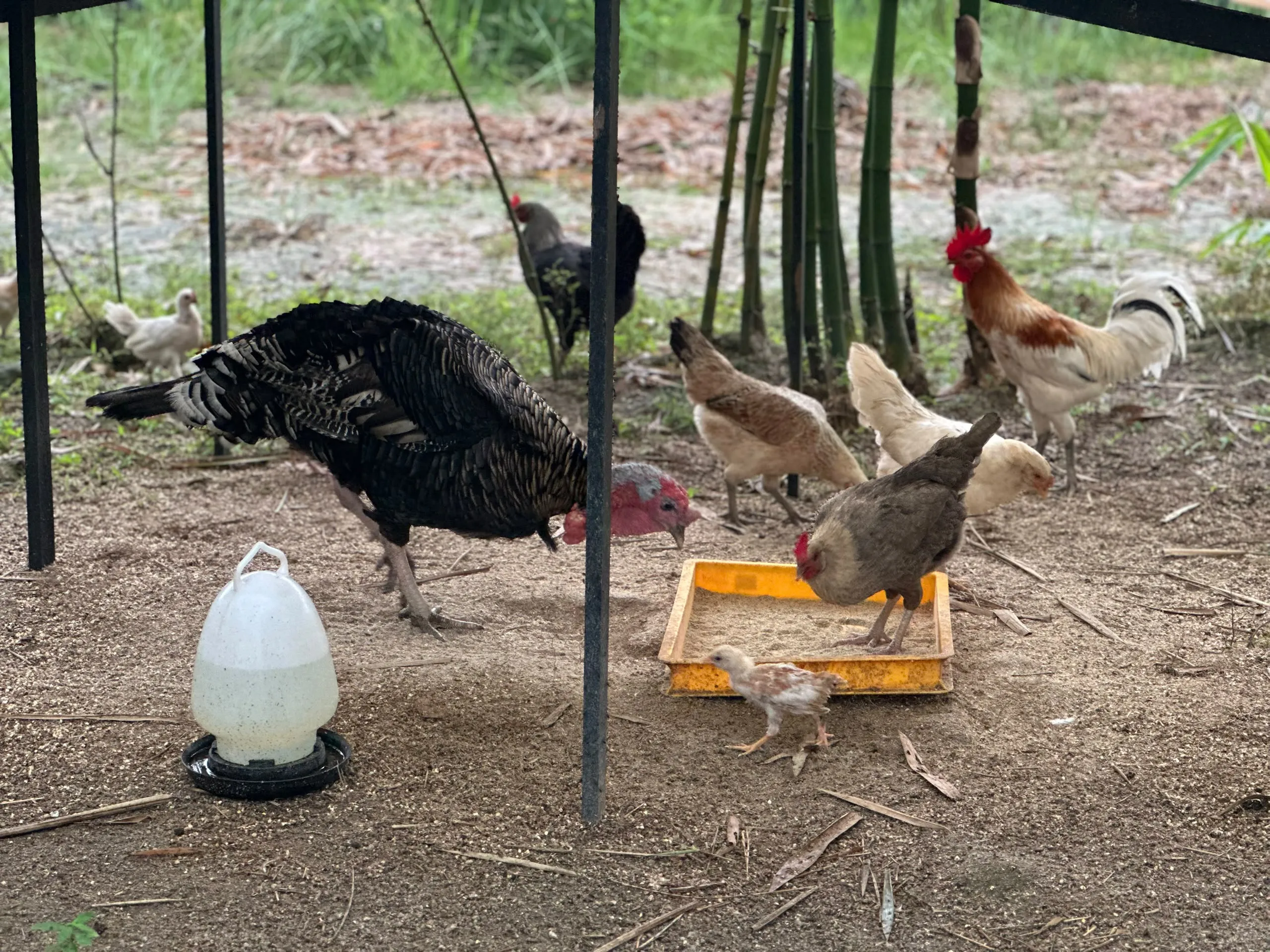 Poultry Garden
