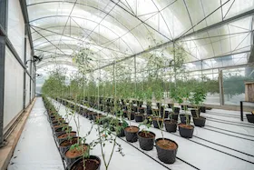 Greenhouse
