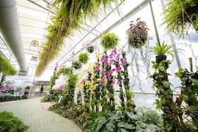 Orchids