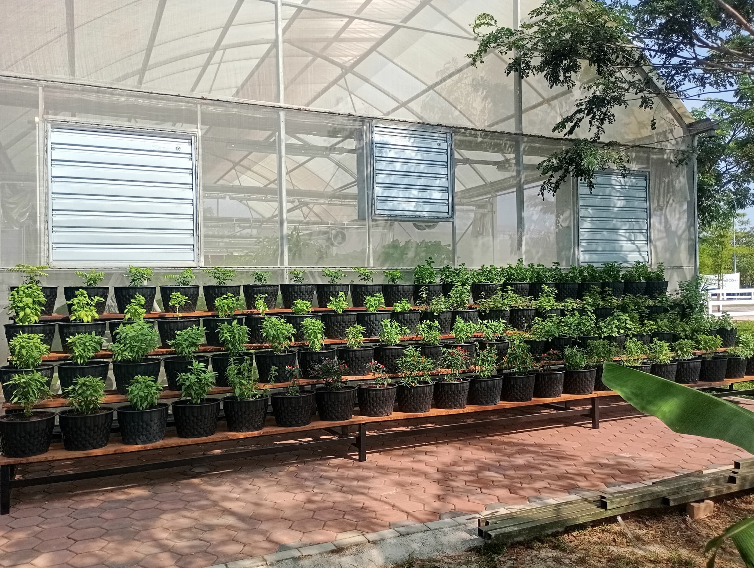 Herbs Garden