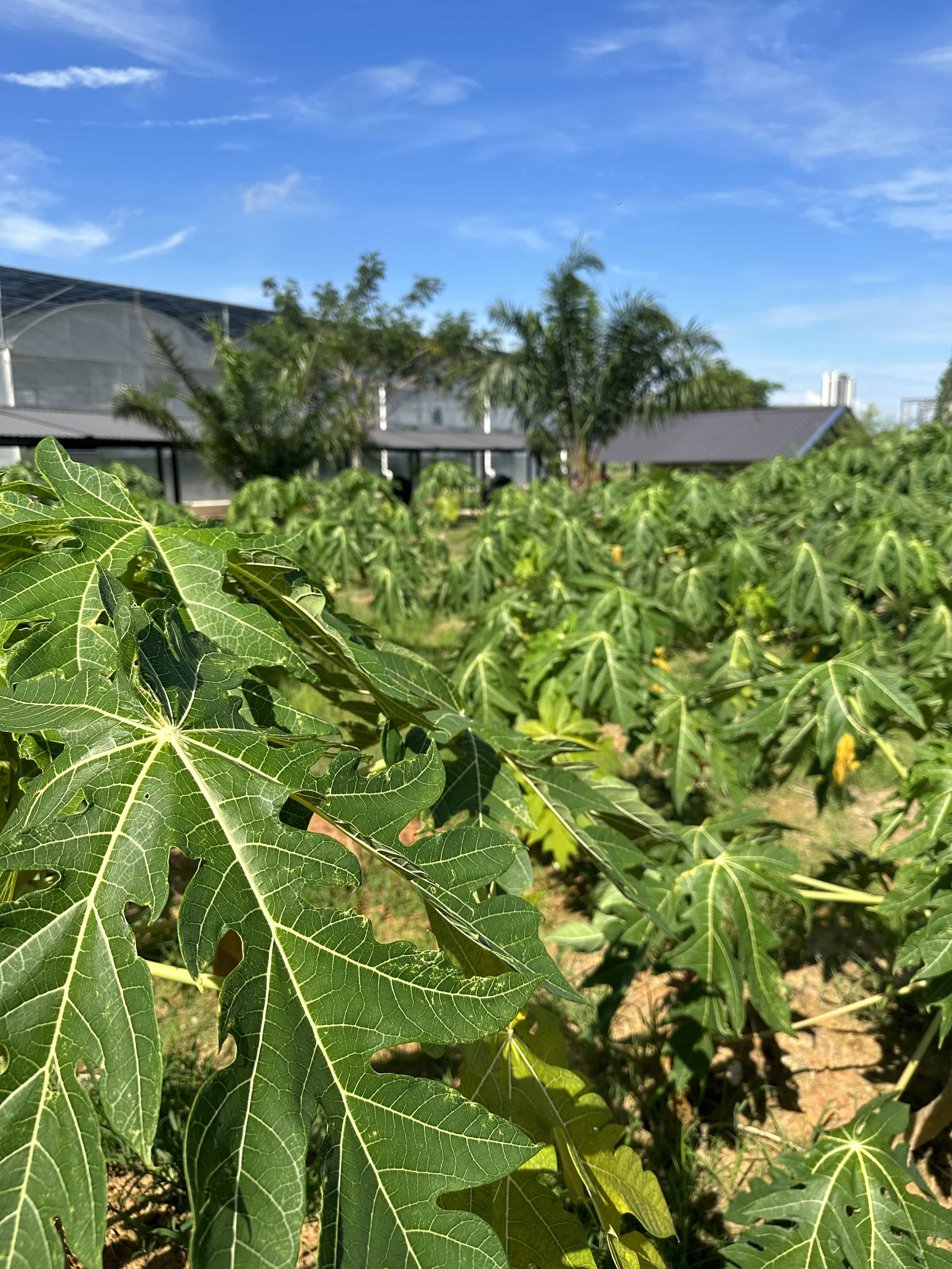 Papaya Plot